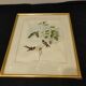 Gravure oiseau ancienne encadrée