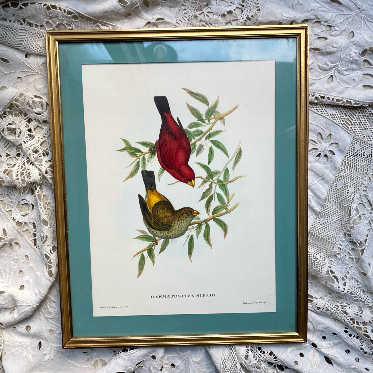 Framed zoological plate of birds