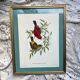 Framed zoological plate of birds