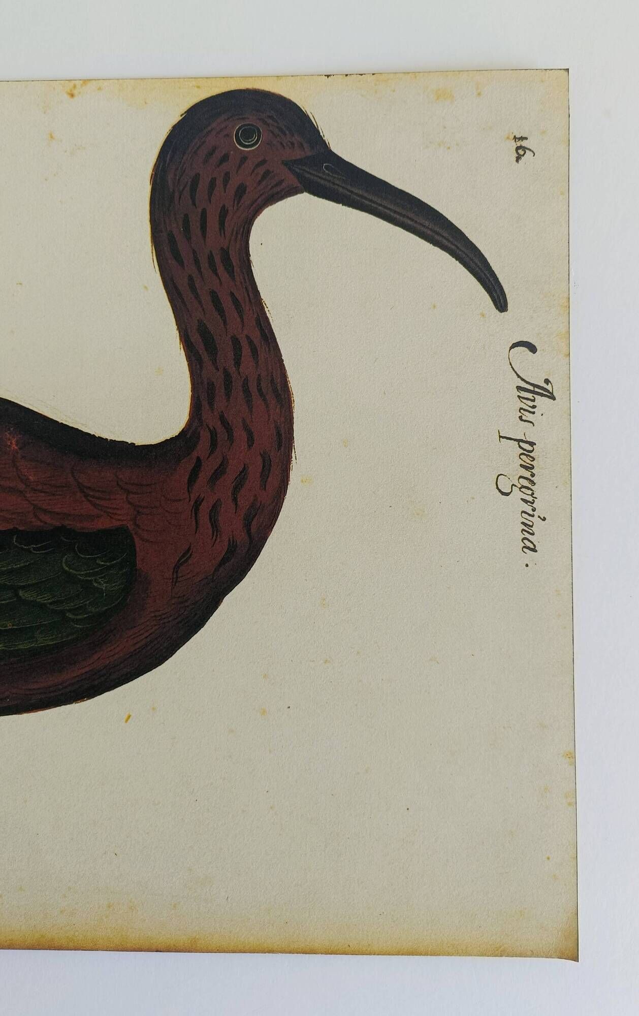 Pair of reproductions of the Codex Pomar of Natural History, Valencia, 1990