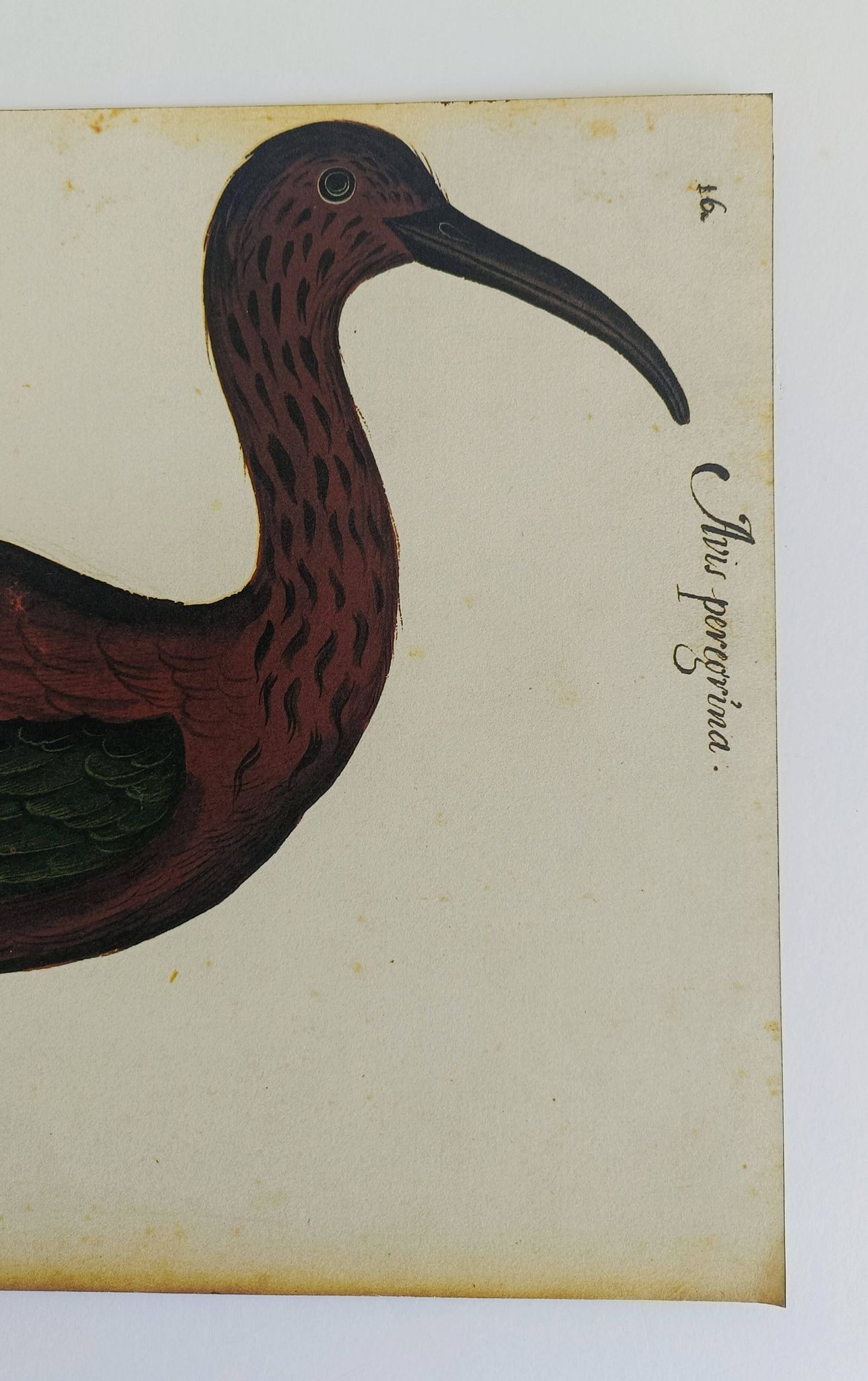 Paire de reproductions du Codex Pomar d'Histoire Naturelle, Valence, 1990