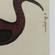 Pair of reproductions of the Codex Pomar of Natural History, Valencia, 1990