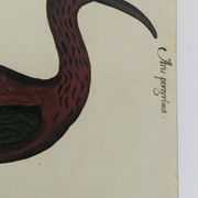 Paire de reproductions du Codex Pomar d'Histoire Naturelle, Valence, 1990