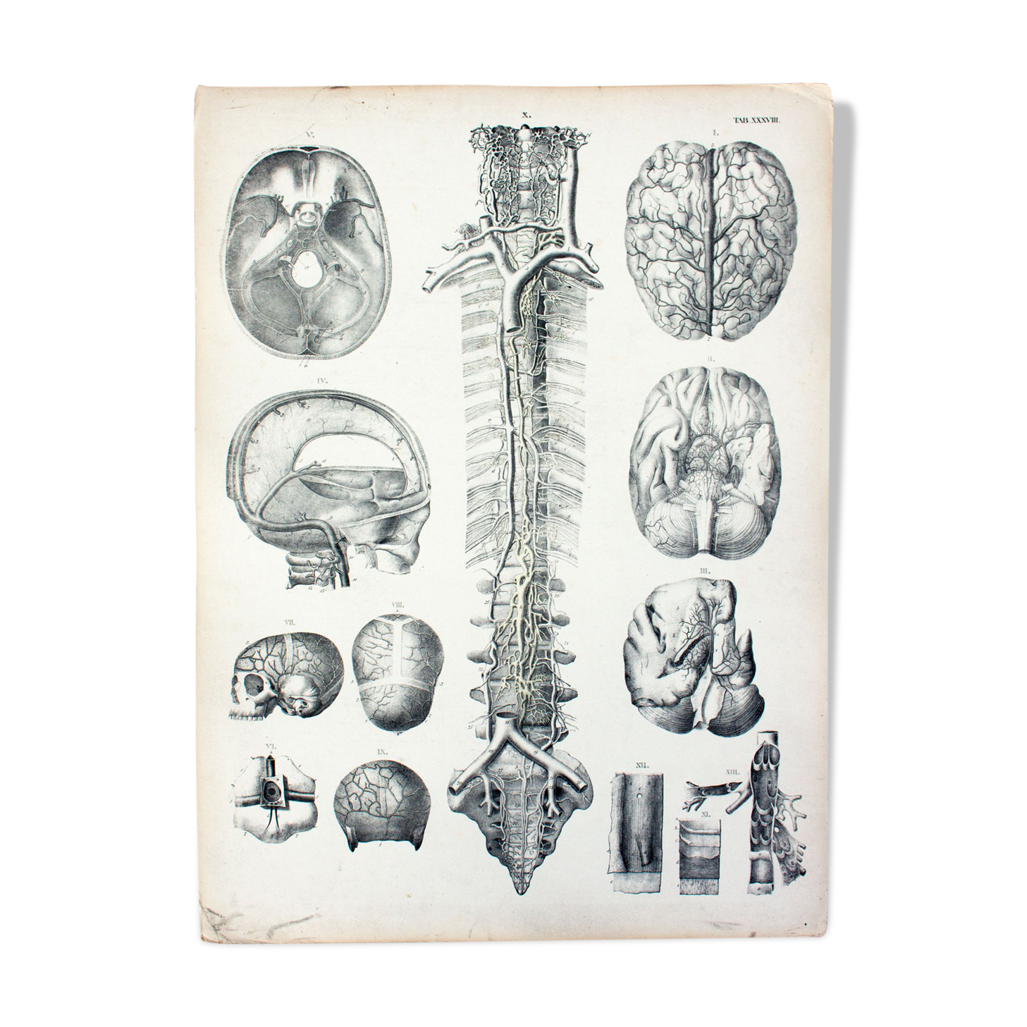 Displays educational Anatomy 1830
