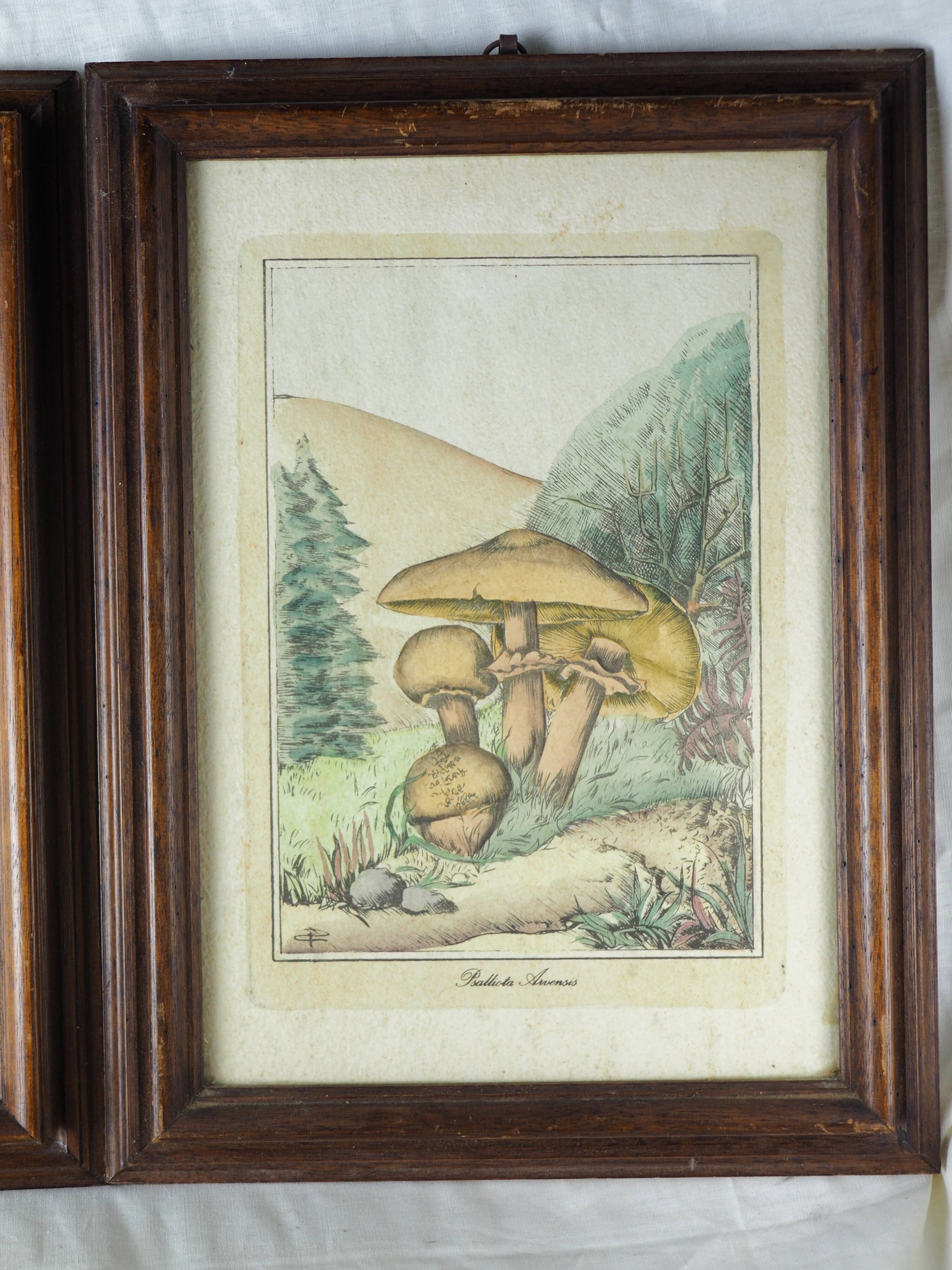 Pair of colorized mycological lithographs - Coprinus comatus, Psalliotta arvensis - 70s