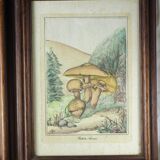 Pair of colorized mycological lithographs - Coprinus comatus, Psalliotta arvensis - 70s