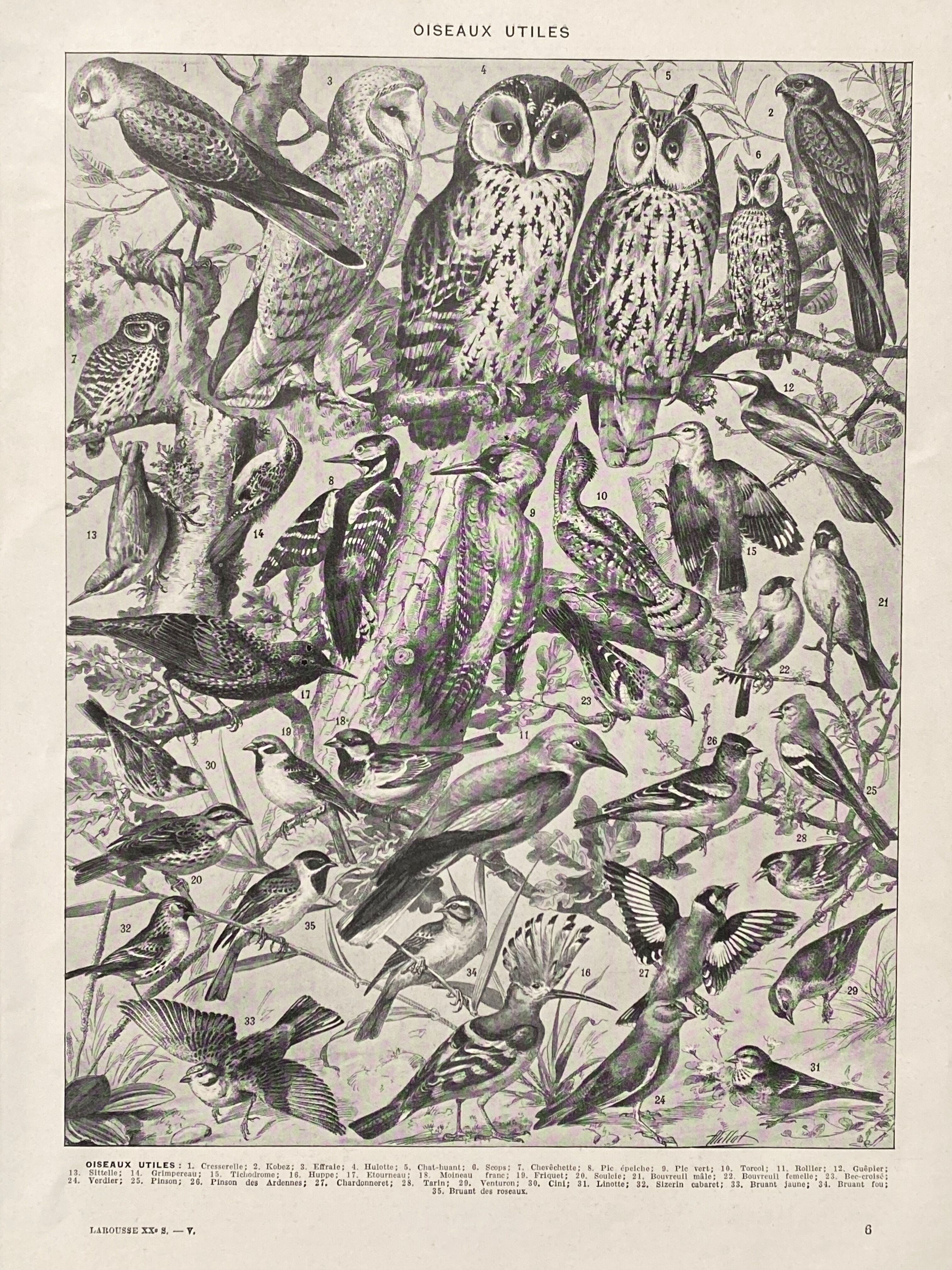 Illustration ancienne Millot "oiseaux"