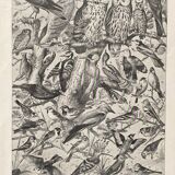 Illustration ancienne Millot "oiseaux"