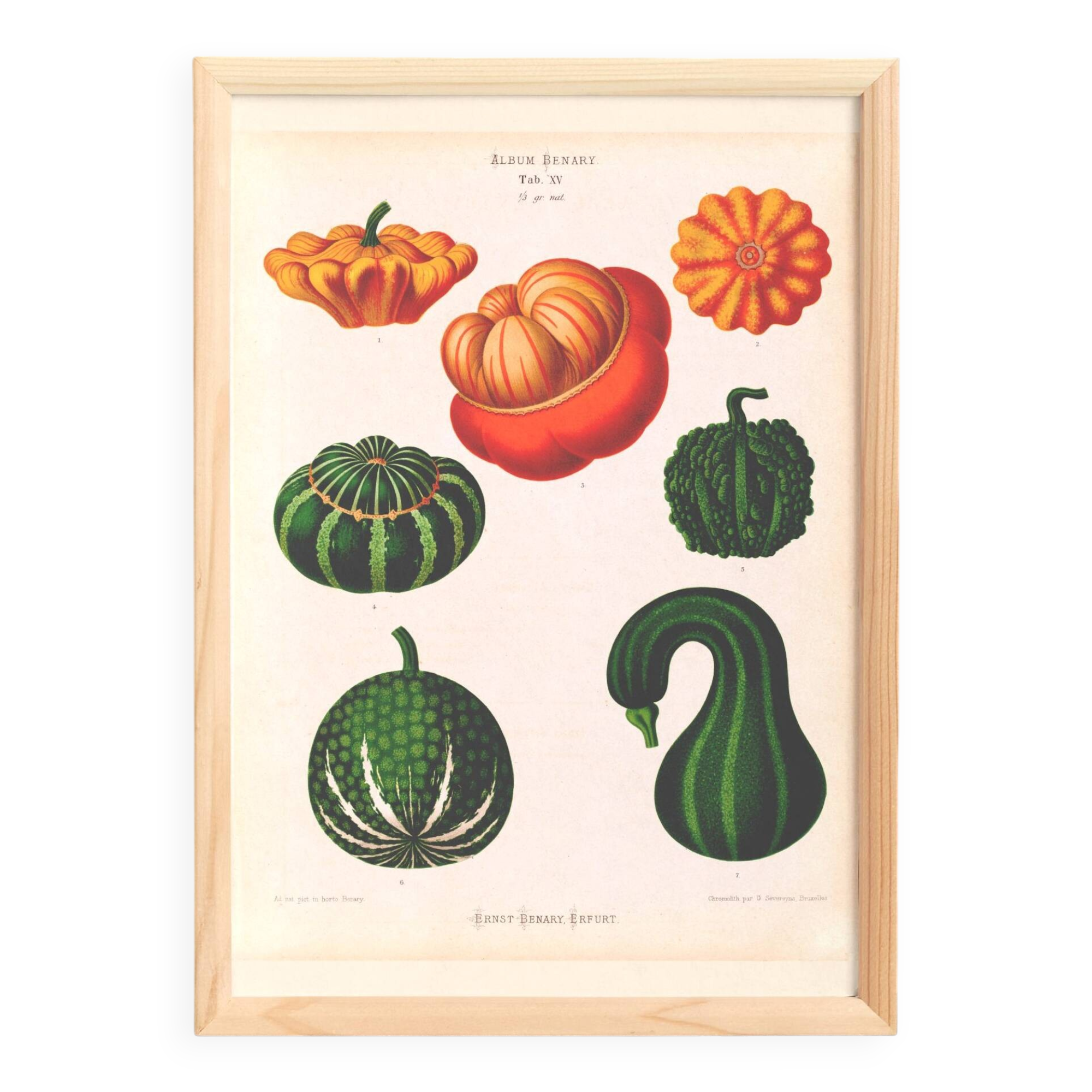 Poster on ornamental gourds, based on an old engraving from 1886.