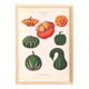 Poster on ornamental gourds, based on an old engraving from 1886.
