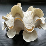 Shell decoration