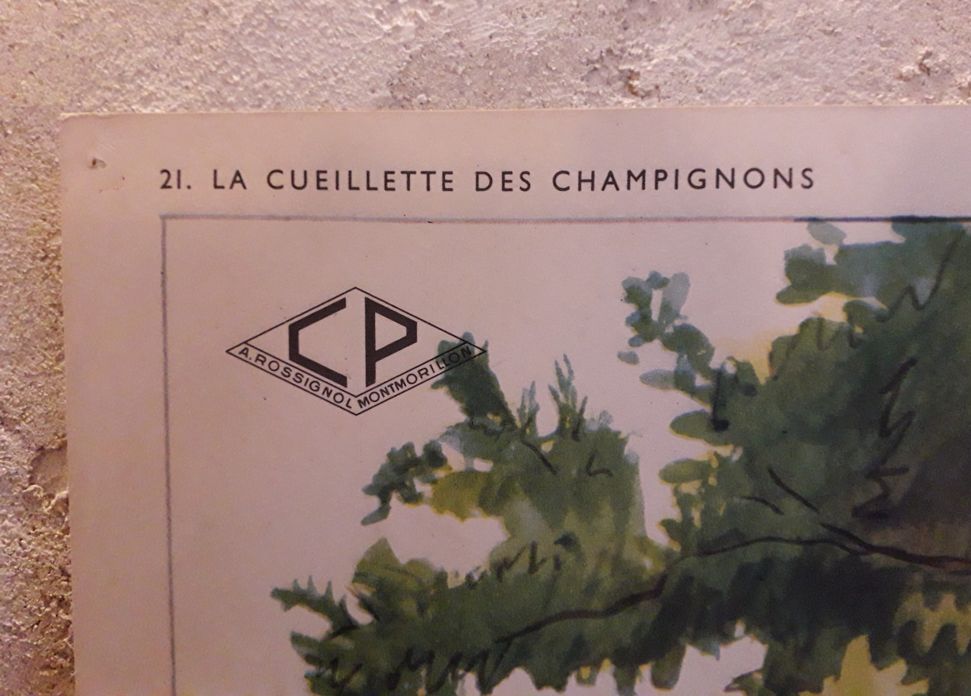 School poster of the 50s, Rossignol editions, mushroom picking