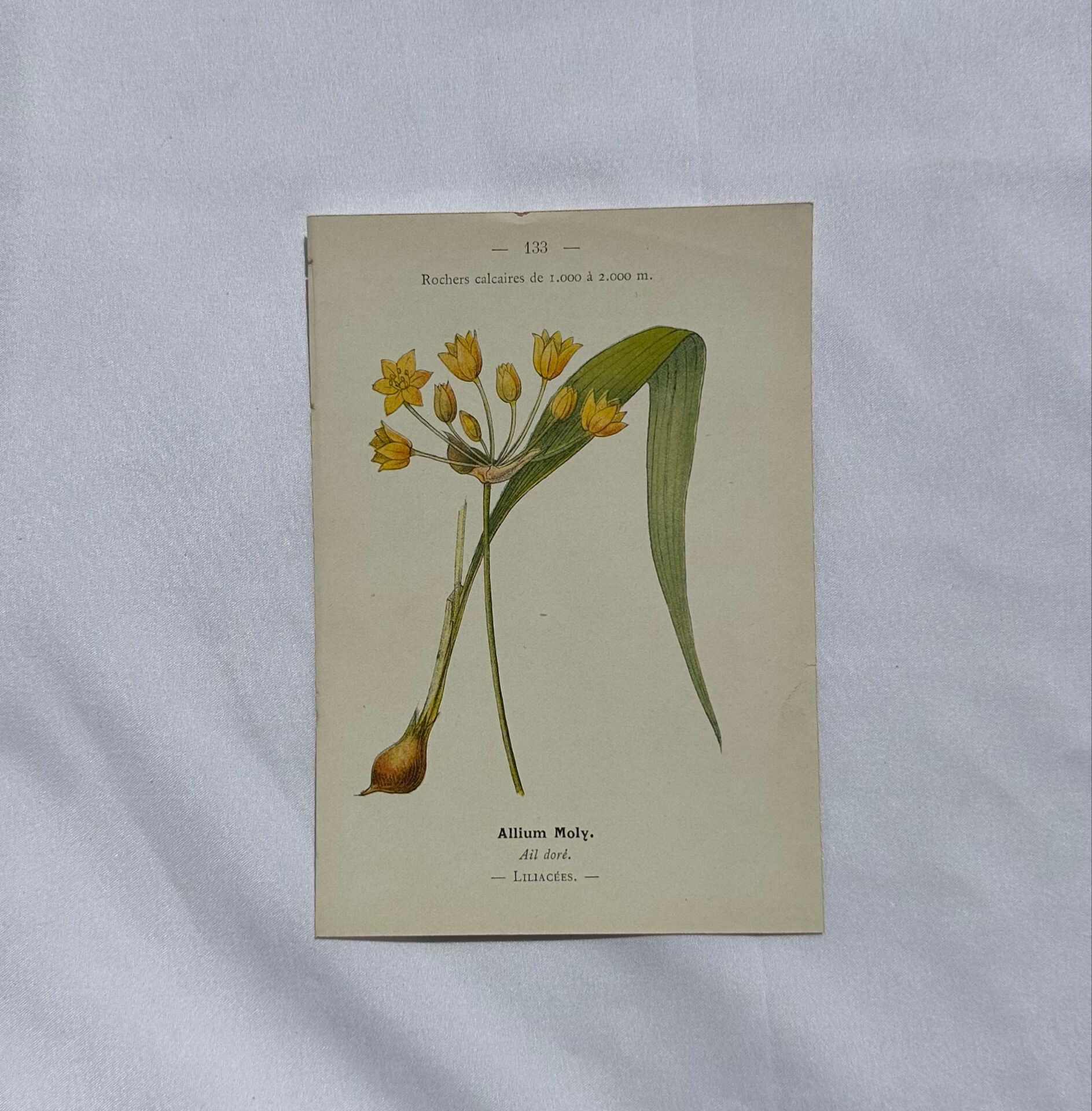 Naturalist engraving French botanical plate 19th century double-sided