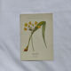 Naturalist engraving French botanical plate 19th century double-sided