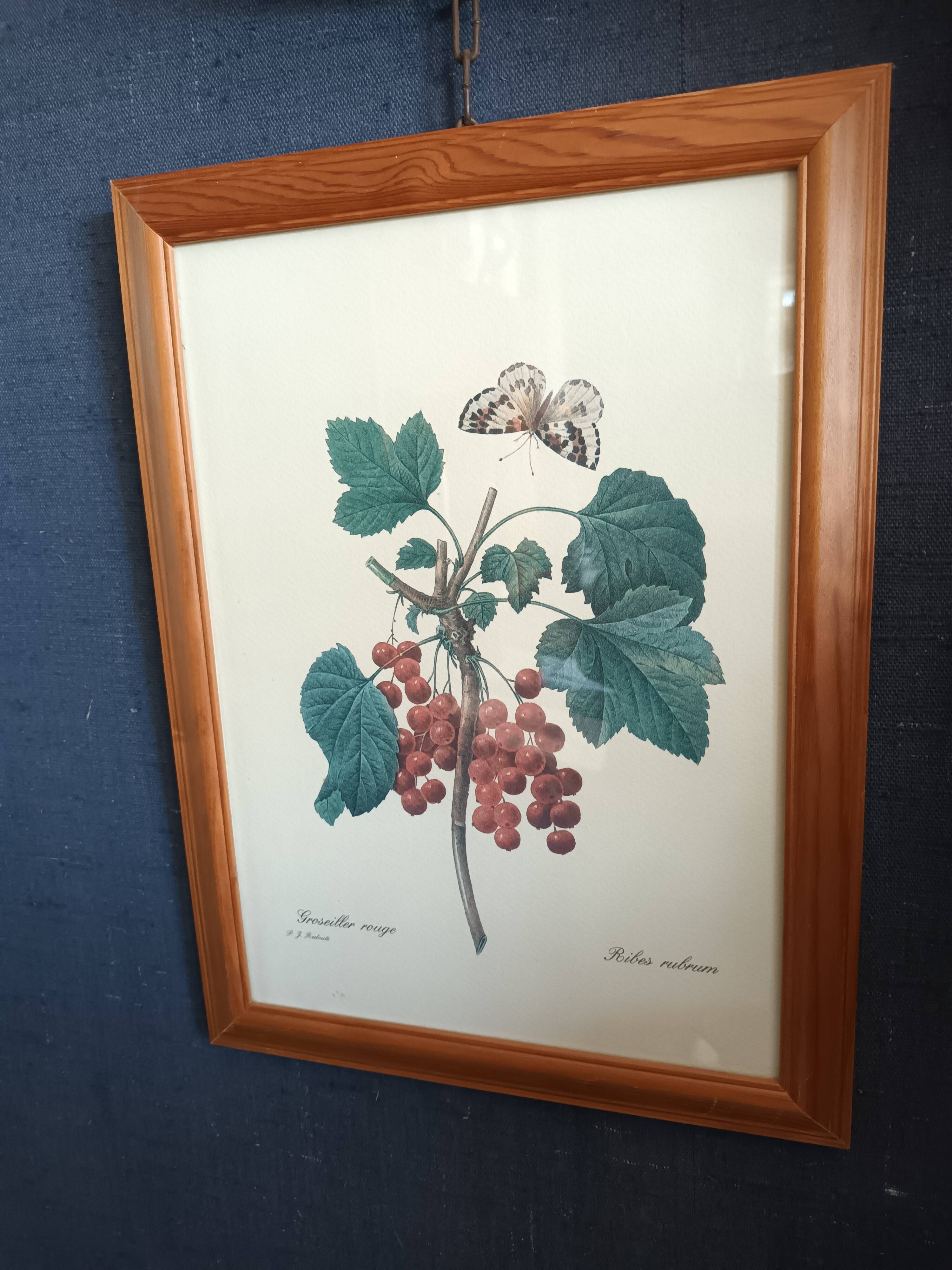 Botanical lithograph red groseiller