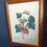 Botanical lithograph red groseiller