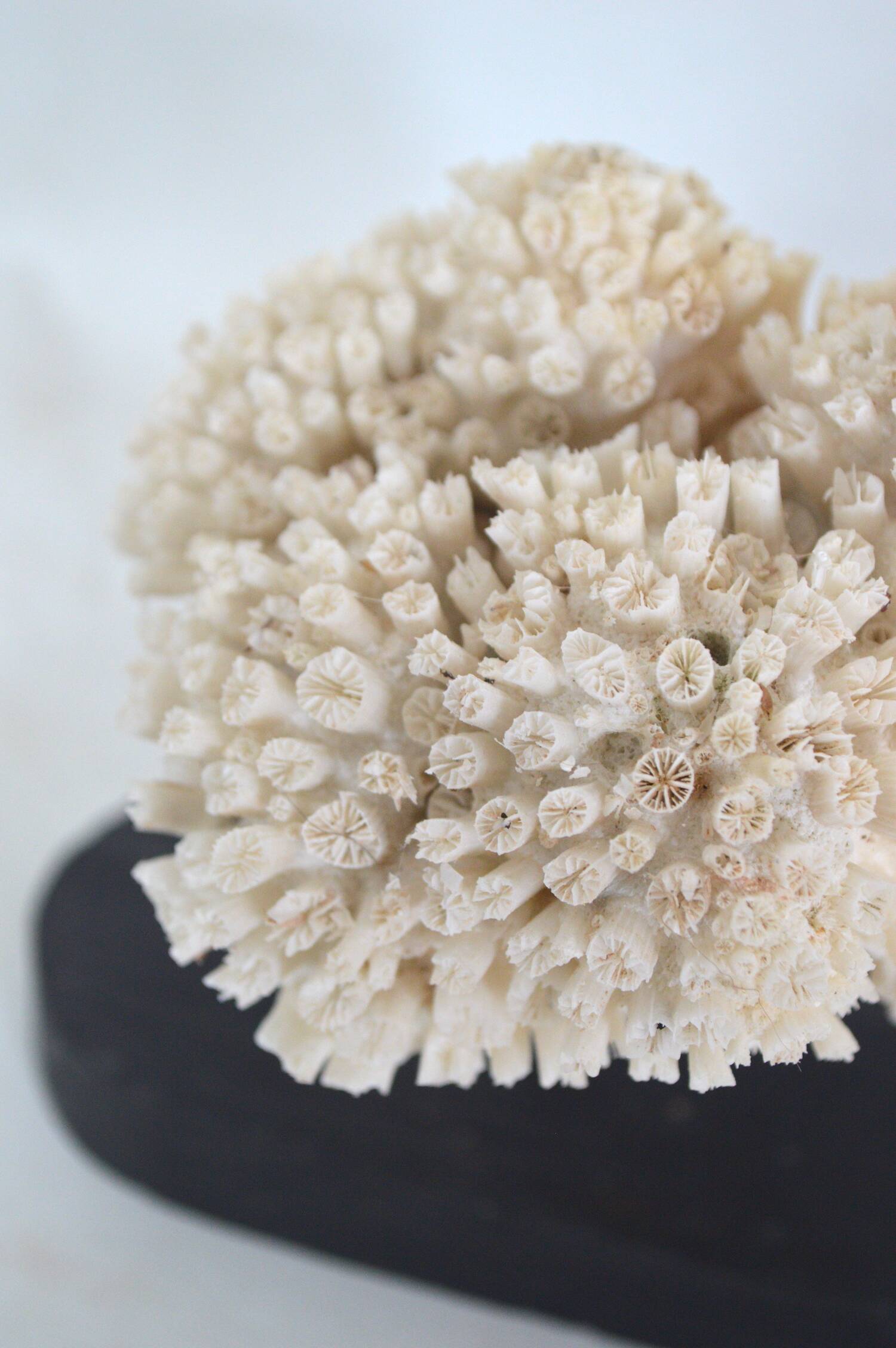 Corail blanc