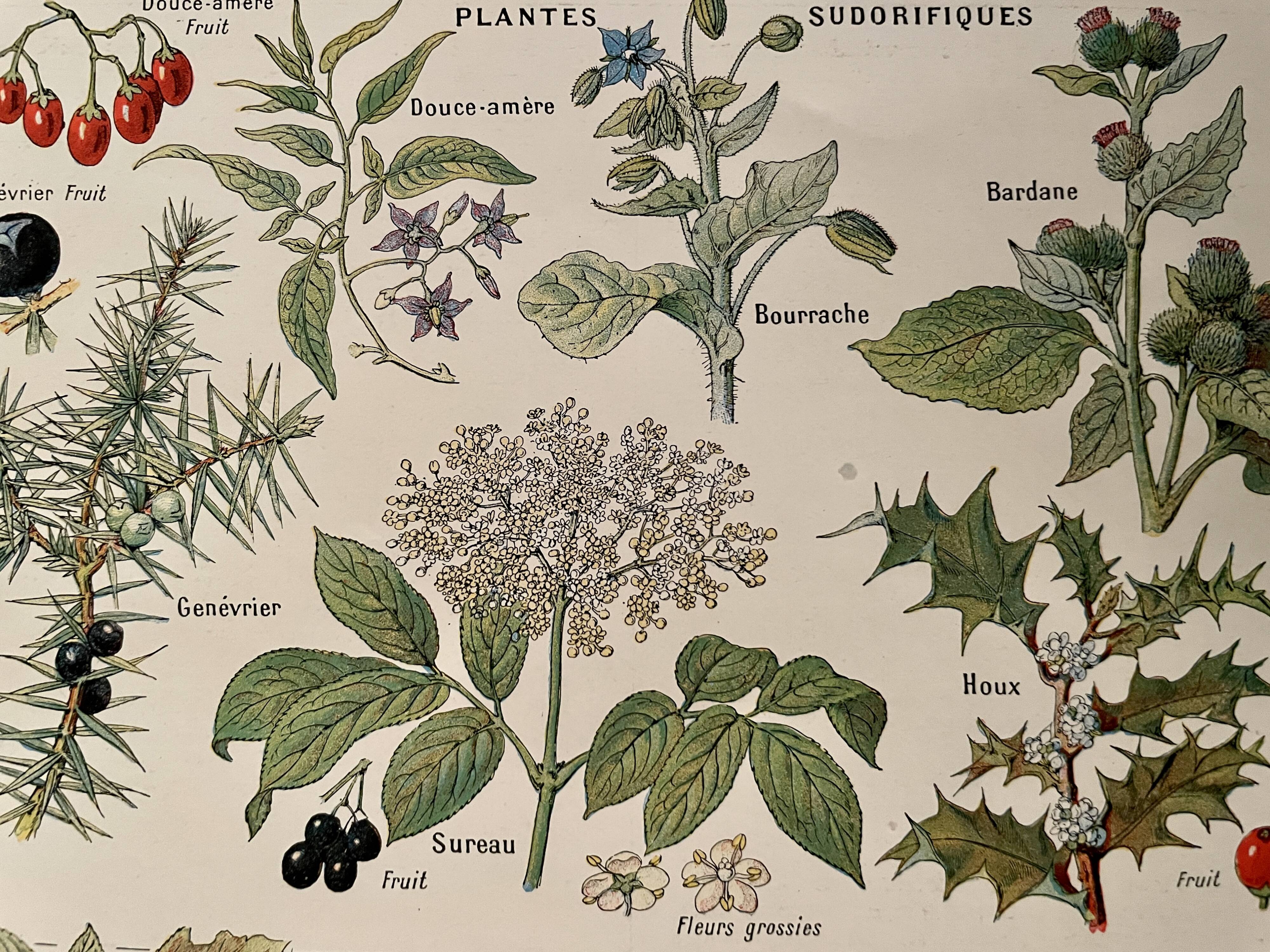 Illustrated page on sudorific plants -1950