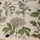 Illustrated page on sudorific plants -1950