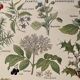 Illustrated page on sudorific plants -1950
