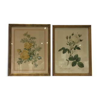 Pair of rose engravings by P.J. Redouté