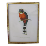 Setting with ornithological decoration " Trogon montagnard "
