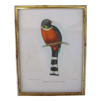 Cadre à décor ornithologique " Trogon montagnard "