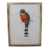 Setting with ornithological decoration " Trogon montagnard "