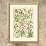 Botanical plate 1906: phaque des frimas, oxtropis montana, coronilla, etc (17)