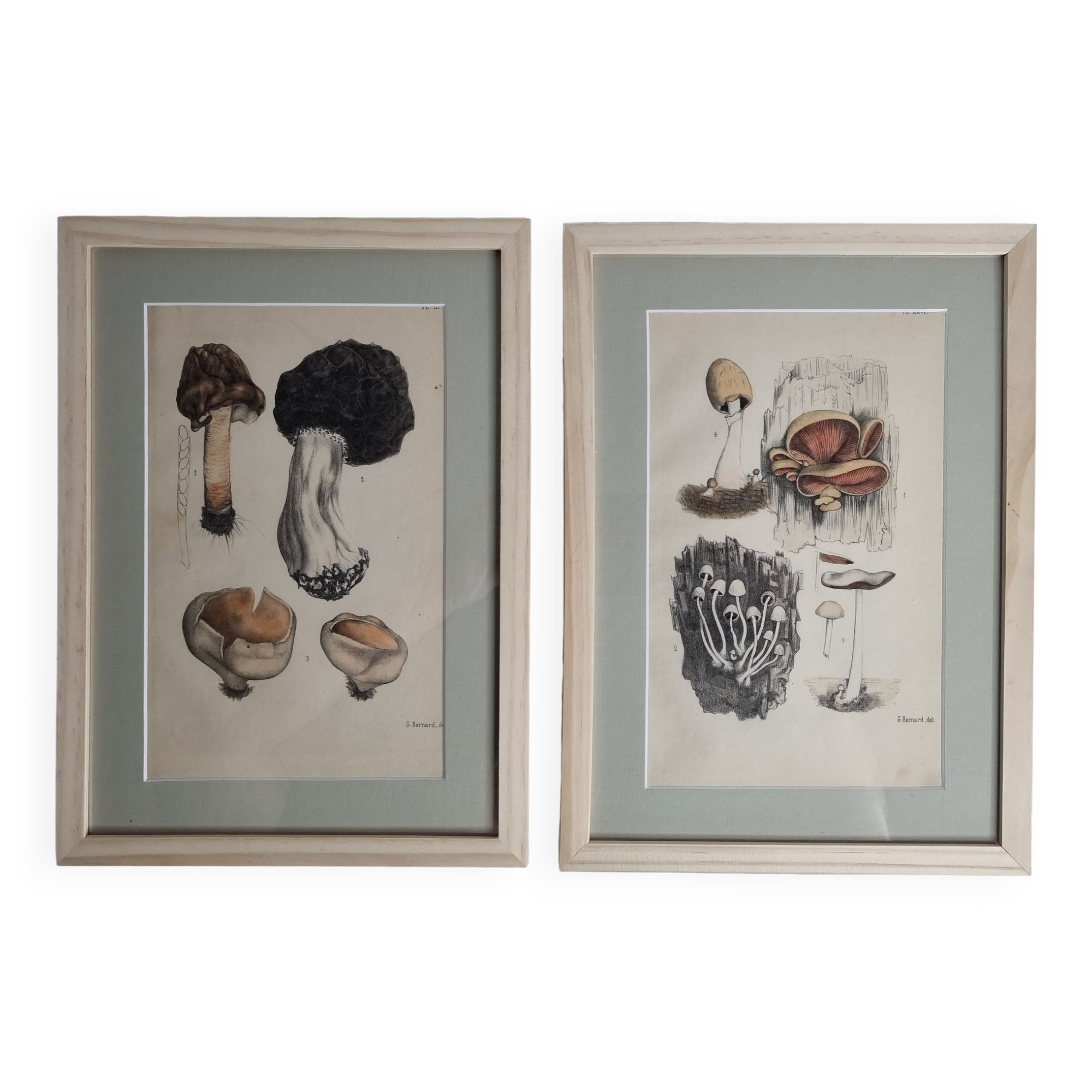 Two old engravings of watercolor mushrooms nineteenth century after G. Bernard