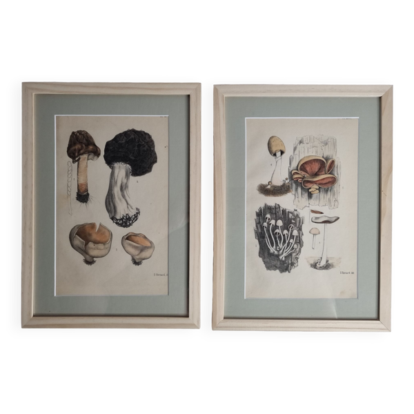 Deux gravures anciennes de champignons aquarellées XIXème siècle d'après G. Bernard