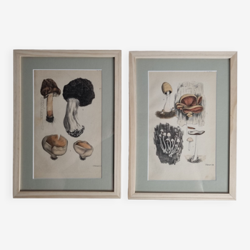 Two old engravings of watercolor mushrooms nineteenth century after G. Bernard