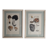 Deux gravures anciennes de champignons aquarellées XIXème siècle d'après G. Bernard