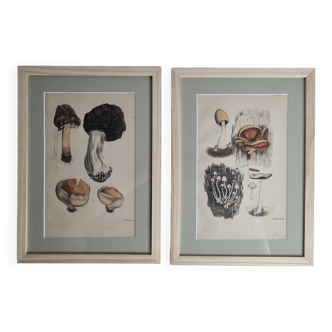 Deux gravures anciennes de champignons aquarellées XIXème siècle d'après G. Bernard