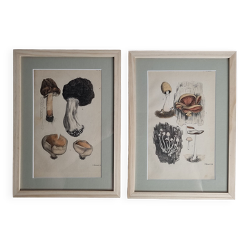 Deux gravures anciennes de champignons aquarellées XIXème siècle d'après G. Bernard