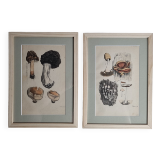 Two old engravings of watercolor mushrooms nineteenth century after G. Bernard