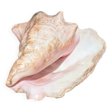 Conch Marine shell - Strombus alatus 26 cm 1.6 kg