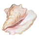 Conch Marine shell - Strombus alatus 26 cm 1.6 kg