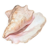 Conch Marine shell - Strombus alatus 26 cm 1.6 kg