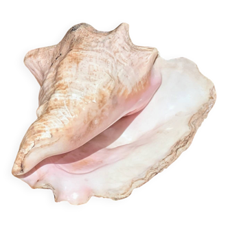 Conch Marine shell - Strombus alatus 26 cm 1.6 kg