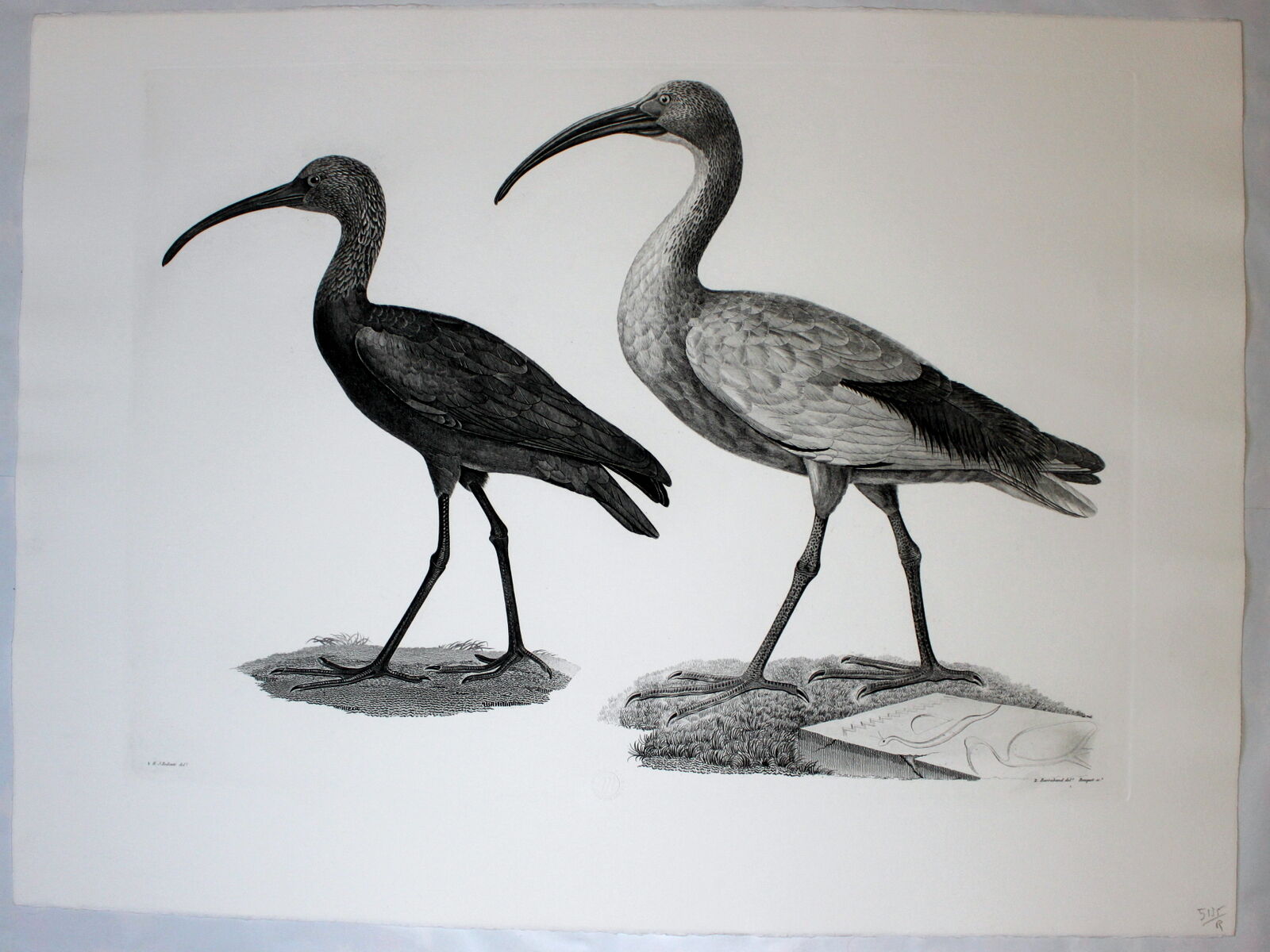 Engraving birds - chalcography of the louvre original. de redouté - ibis sacré and ibis noir