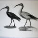 Engraving birds - chalcography of the louvre original. de redouté - ibis sacré and ibis noir