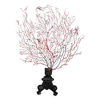 Cabinet de Curiosités gorgone rouge paramuricea clavata sur socle