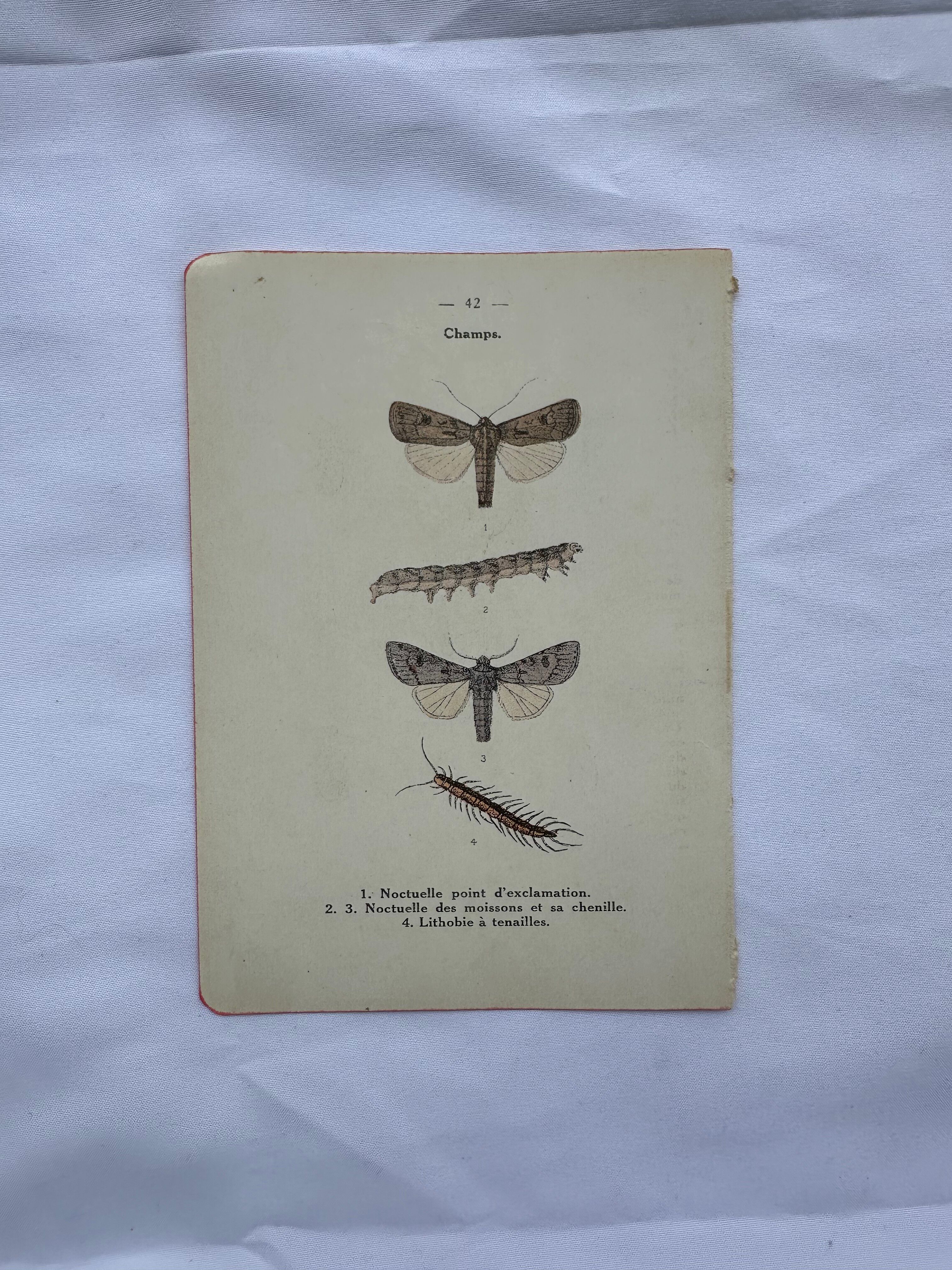 Gravure naturaliste ancienne planche botanique insecte papillon