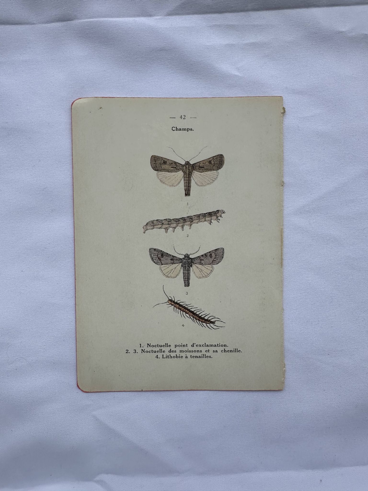 Gravure naturaliste ancienne planche botanique insecte papillon