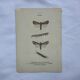 Gravure naturaliste ancienne planche botanique insecte papillon
