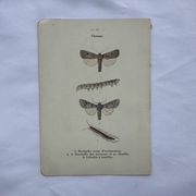 Gravure naturaliste ancienne planche botanique insecte papillon