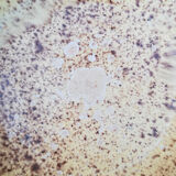 Etrepigney earthenware dish