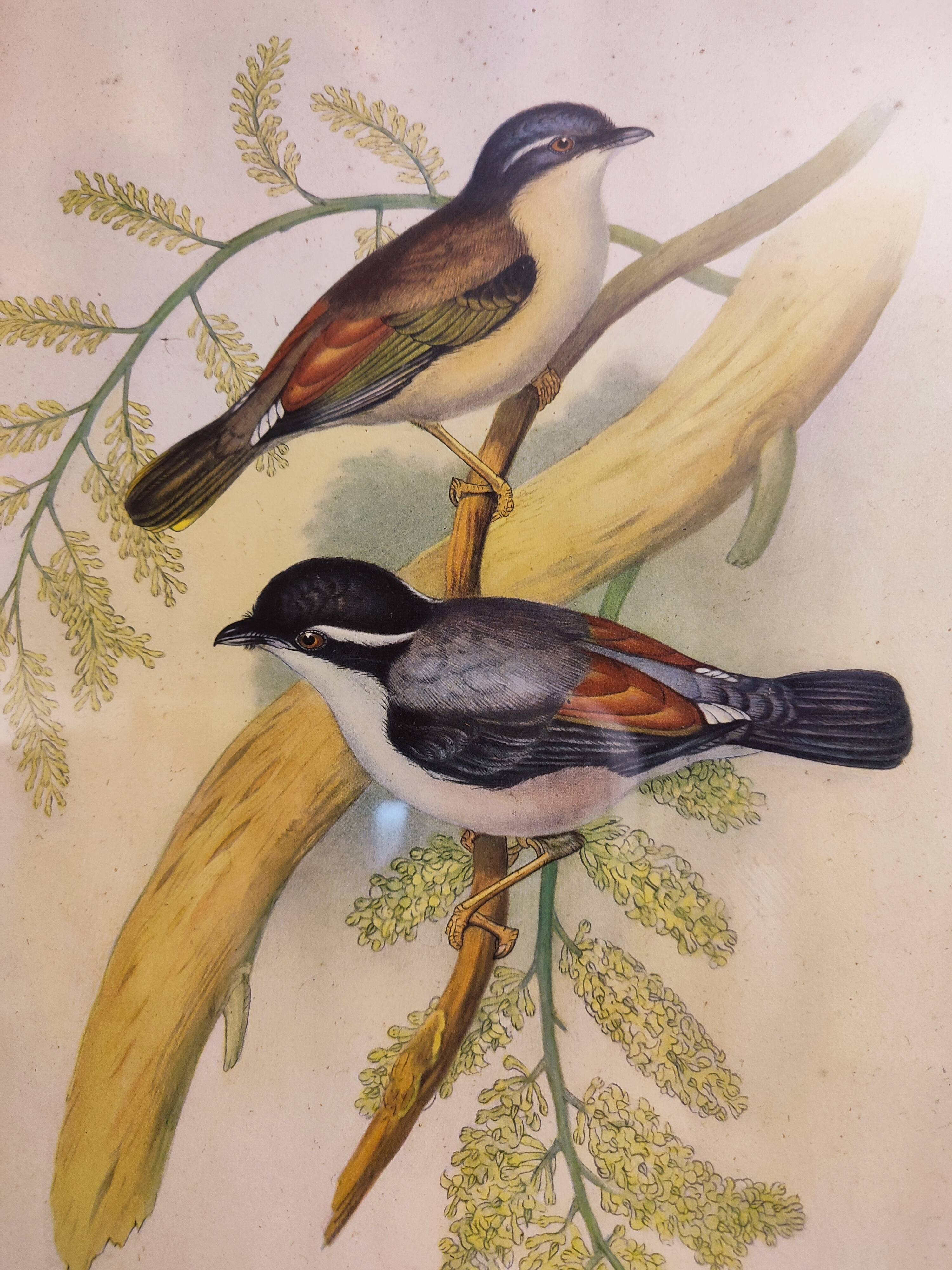 Hand-Enhanced Gould Bird Lithograph Painting / 1950's England / Ptilinopus Ewingii