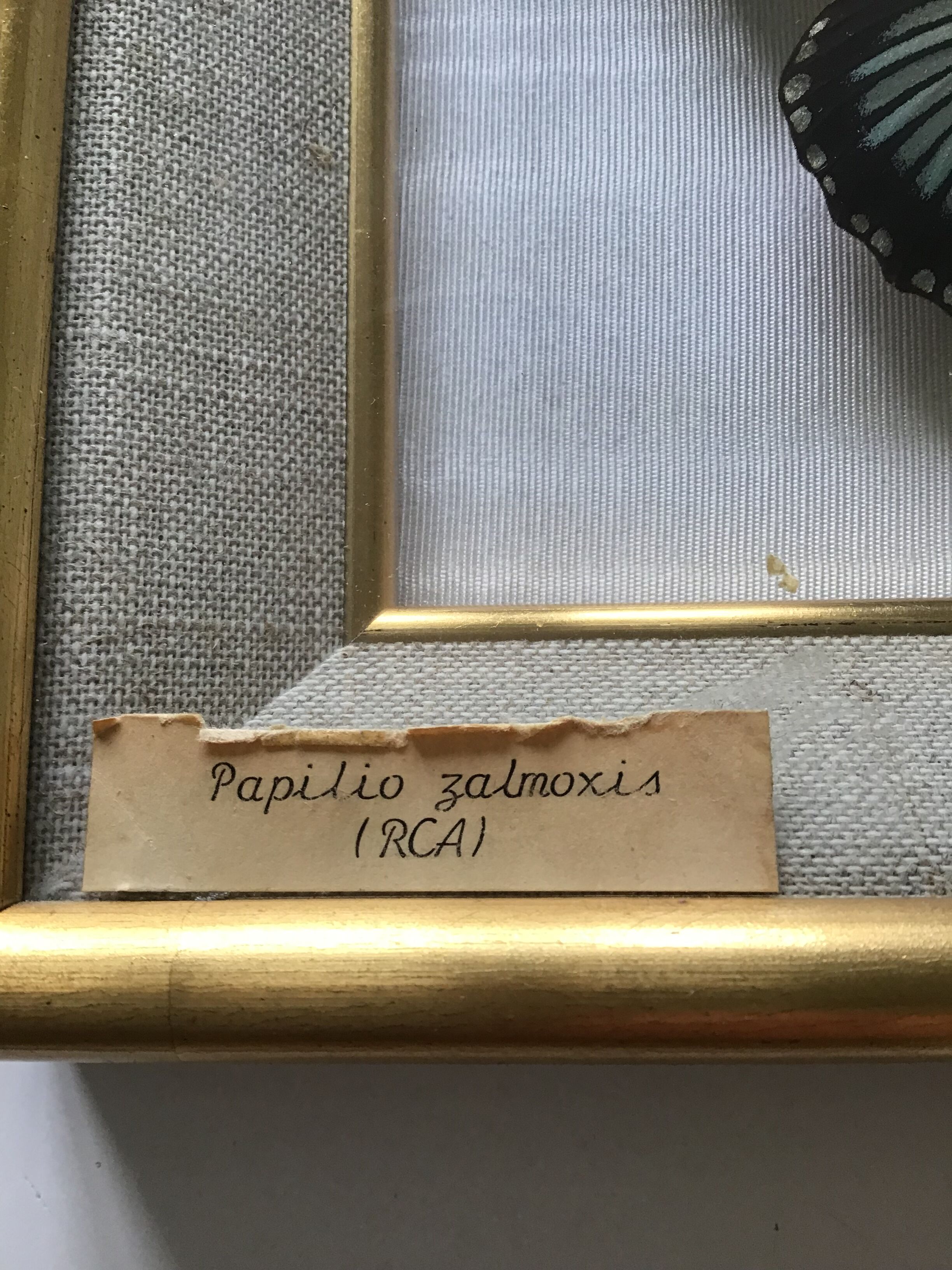 Naturalized butterfly frame